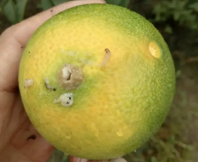 柑橘種植上的“奇葩”問題，列舉一籮筐，您見過幾個？