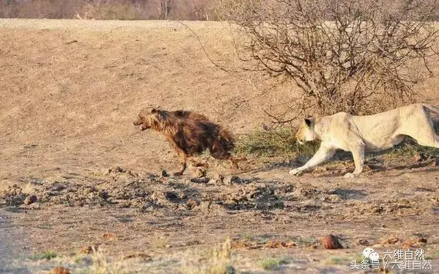 棕鬣狗明知不敵兩獅子圍攻，倒地裝死能逃過獵殺？