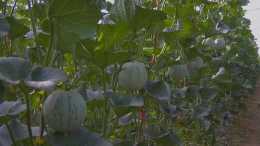 瓜州：蜜瓜錯茬種植 穩產保供促增收