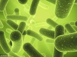 光合細菌在水產養殖中有何妙用？