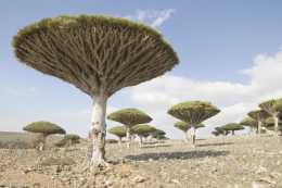 世界上最神奇的植物——龍血樹