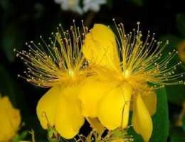 每天認識一種植物（四十一）：金絲桃——你的金絲誰可數清