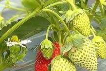 富善草莓熟了是時候採摘啦