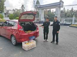 贛州兩男子偷臍橙，被警方現場抓獲！