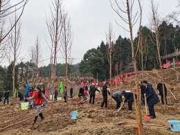 逐“綠”而行 重慶開州舉行集中植樹活動