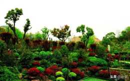 園林綠化樹種幾大類介紹和栽植範圍