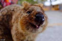 西澳羅特尼斯島拍的短尾矮袋鼠，別人都說就是老鼠，你們覺得呢？