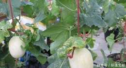 白蘭瓜葉枯病發病規律是怎樣的？白蘭瓜種植時如何防治葉枯病？