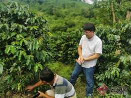 普洱鎮沅：延伸咖啡產業鏈助農增收