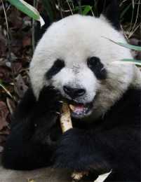 四川出現200斤大熊貓，撿起骨頭就啃，還偷吃蜂蜜，吃飽了睡豬圈裡