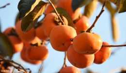 柿子樹蟲害：柿子樹的天敵——柿綿蚧，及時防治避免果樹受損