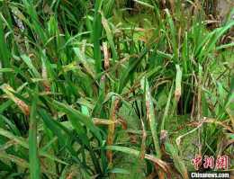 有助對抗“水稻癌症”科研人員發現植物與病原菌“作戰”新路徑
