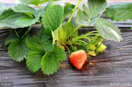 草莓苗的養護技巧病蟲害管理