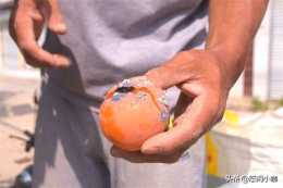 柿子成熟表皮看似“噁心”的絮狀物，是一種蟲害，農戶防治有技巧