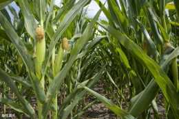 助農增收，玉米大小斑病綜合防治技術措施，種植戶一起來學學吧