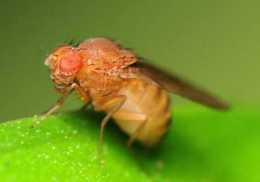還在為家中的蒼蠅困擾嗎？看四害防治專家如何擺脫家中蒼蠅
