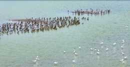 連雲港：臨洪河口溼地生態美，千萬候鳥入畫來