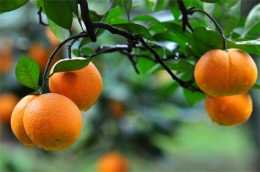 南方有種“防賊樹”，古人常把它跟橘子比較，其實誤解了千年