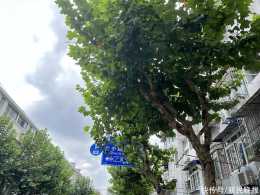 路牌遭大樹枝葉遮擋 市民呼籲儘快讓它露出“真容”