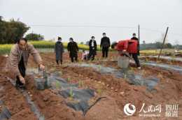 四川榮縣創新土豆種植新方式 5000畝套種土豆正在播種