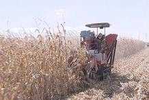 永吉縣82萬畝玉米陸續收穫歸倉