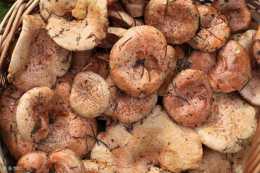 野生菌小知識：樅樹菌味道鮮美，為何沒有人工種植？