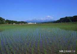 在進行水稻的雜交育種時，對父母本要如何選擇，才能實現增產