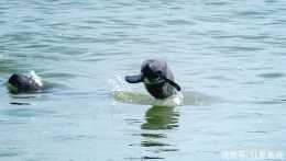 第4次長江全流域江豚科學考察啟動，種群極度瀕危