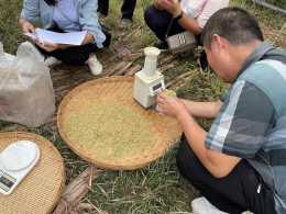 雲南景谷：再生稻全面進入豐收收割期