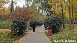 “落葉緩掃”咱濟南也有！濟南森林公園銀杏林留下最美秋色