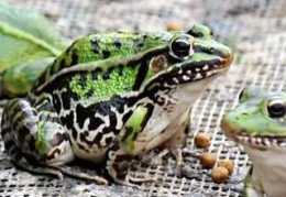 華農園青蛙養殖如何提高青蛙養殖存活率低
