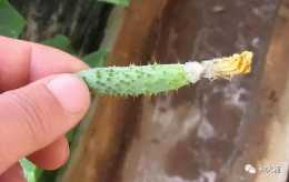 溫室黃瓜根據流膠部位判斷黃瓜病害