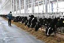 新區農投奶牛養殖邁步“數字畜牧業”