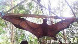全世界最大的蝙蝠,大小跟人類相仿,被認為是吸血的怪物!