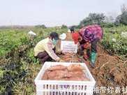機械化種植聯合社統管--中國鮮食甘薯第一鄉的重啟之路