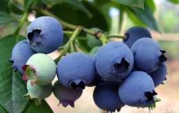 農民種藍莓，如何才能產量高、品質好？建議做好5點技巧要點