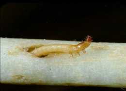 二、常見農業昆蟲——地下害蟲（金針蟲）