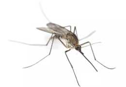 如果蚊子突然滅絕了，想必你會拍手稱快，但事實卻讓你驚訝！