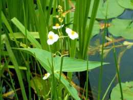 沼澤過濾常用水生植物種類