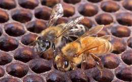 蜜蜂白頭蛹用什麼藥？