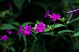 美麗紫色小花，有人叫地雷花、夜來香、晚飯花，您的家鄉叫啥呢？