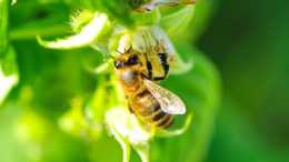 蜜蜂為什麼會咬人？是缺鹽？是求助？