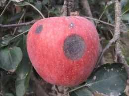 蘋果高效栽培中，蘋果炭疽病的防治技術，保障蘋果品質，提高產量
