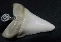 非法收購出售6389顆大白鯊牙齒，案值300多萬元，判刑6年多！
