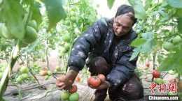 陝西甘泉：冬季大棚內“紅果”滿園反季蔬菜促增收