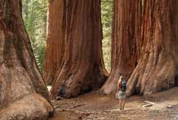 這個國家公園以巨型紅杉樹而聞名，你會被身邊的千年紅杉樹震撼到