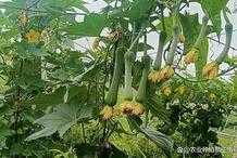 優良的絲瓜品種，搭配高效的栽培技術，才能獲得更高的產量