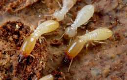 長在白蟻窩裡的菌類，價格超過黃金，為什麼挖到的人就是不肯賣？
