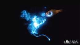 魚能在水裡噴火？發光噴火的並不是噴火魚，而是一種介形蟲