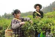 百疊嶺：茶樹花製成花茶助農增產又增收